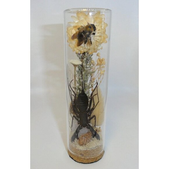 Vinegaroon Bee Crystal Oddity Jar curiosity dome flowers whip scorpion taxidermy - Picture 1 of 14